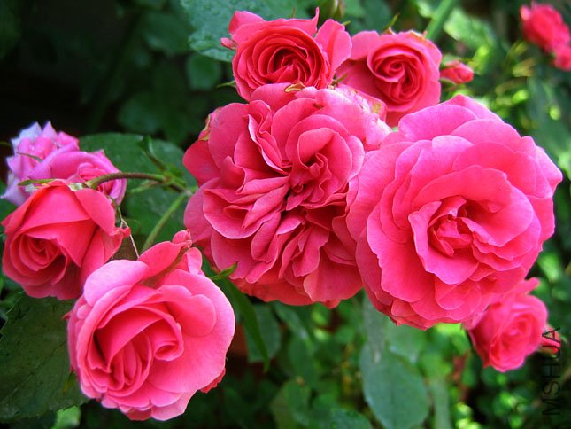 ������ (1).JPG