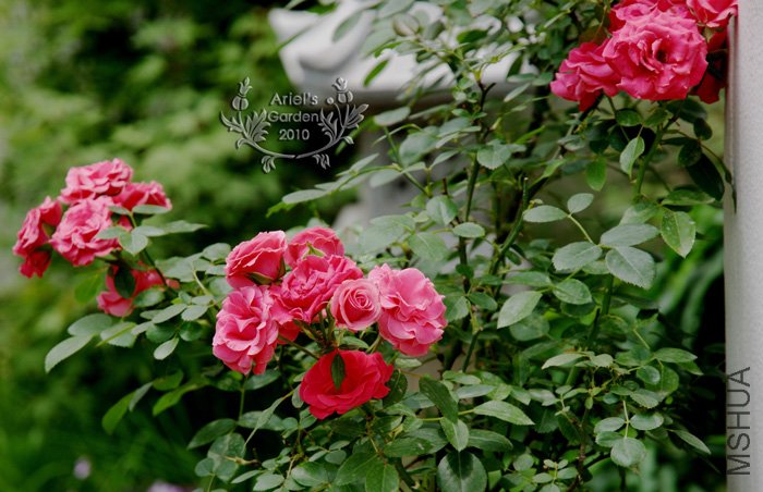DSC_6382.jpg