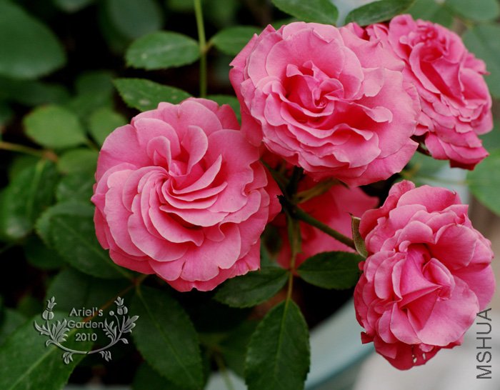 DSC_6371.jpg