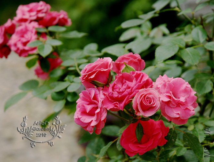 DSC_6383.jpg