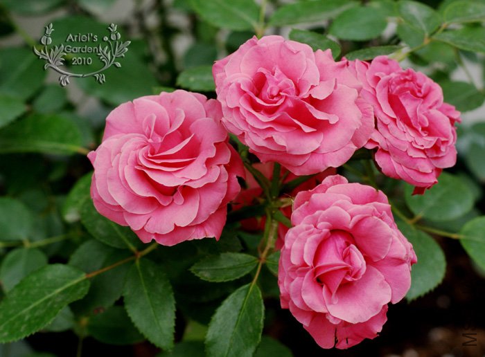 DSC_6370.jpg