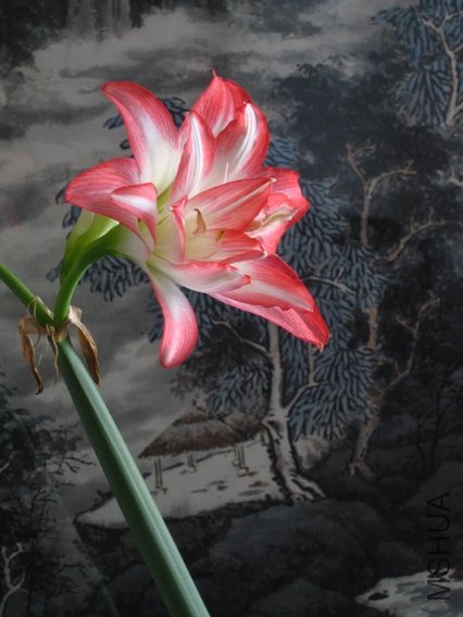 10-Blossom Peacock��3-3��.JPG