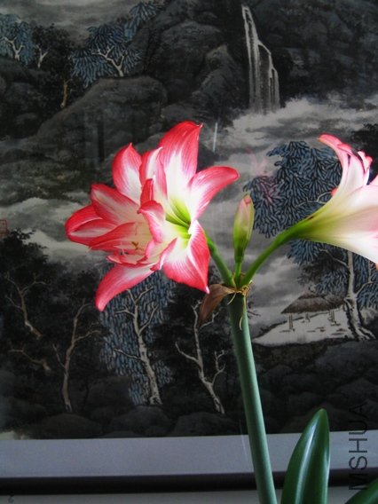 10-Blossom Peacock��3-1��.JPG