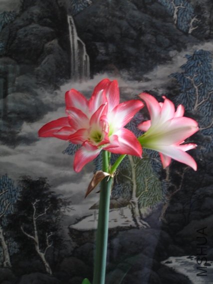 10-Blossom Peacock��3-4��.JPG