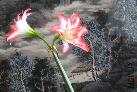 10-Blossom Peacock��3-2��.JPG