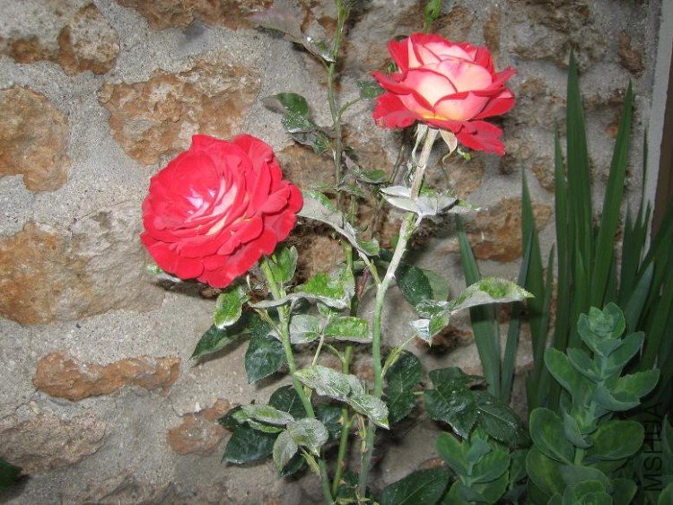 IMG_0090.jpg