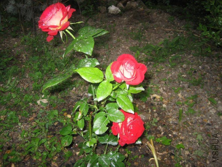 IMG_0088.jpg