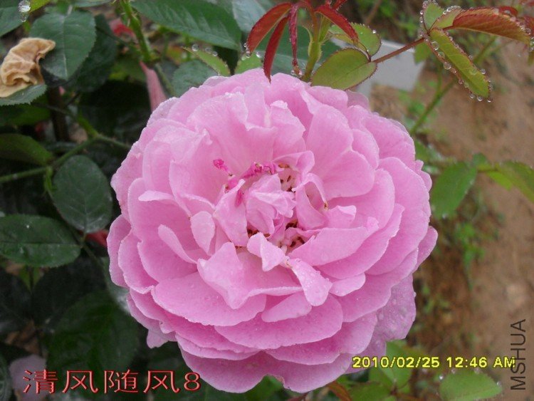 ����õ��11 (2).jpg