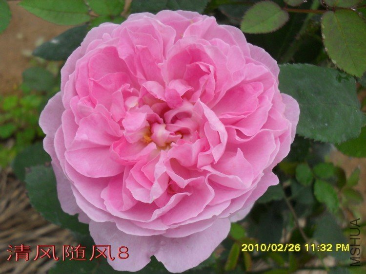 ����õ��11 (3).jpg