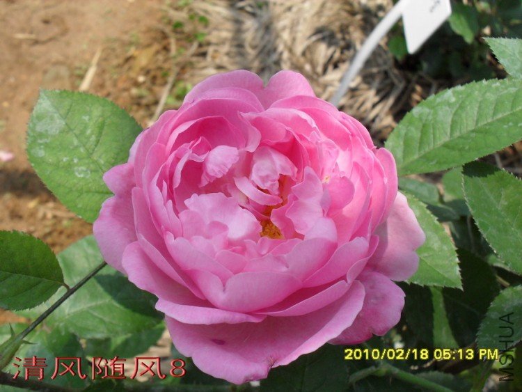 ����õ��11 (5).jpg