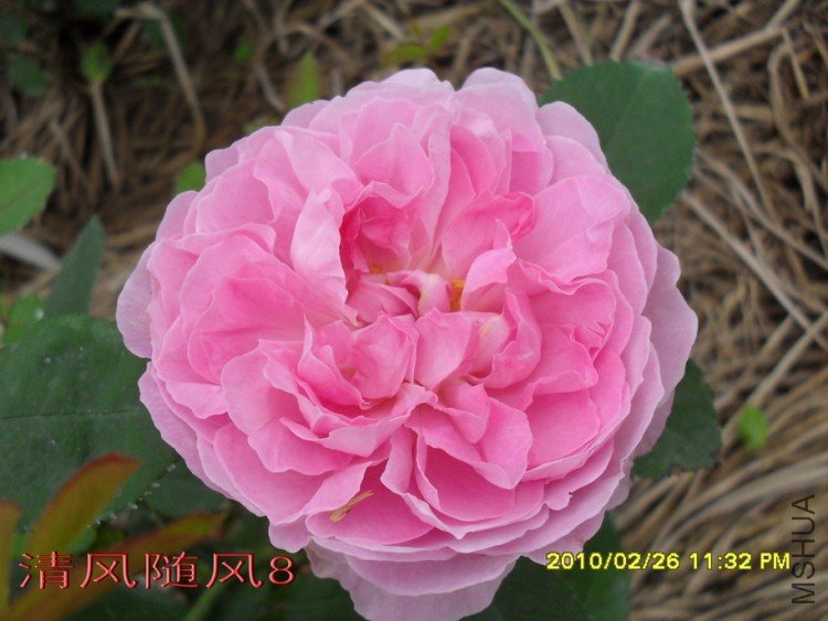 ����õ��11 (4).jpg