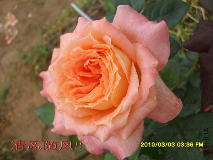 ��������11 (2).jpg