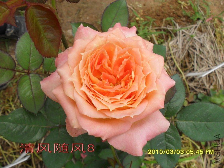 ��������11 (3).jpg