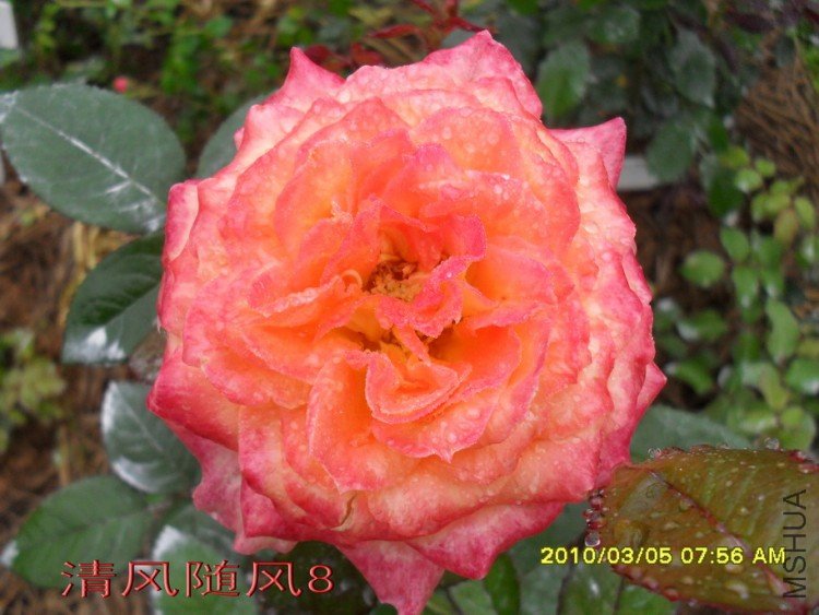 ��������11 (7).jpg