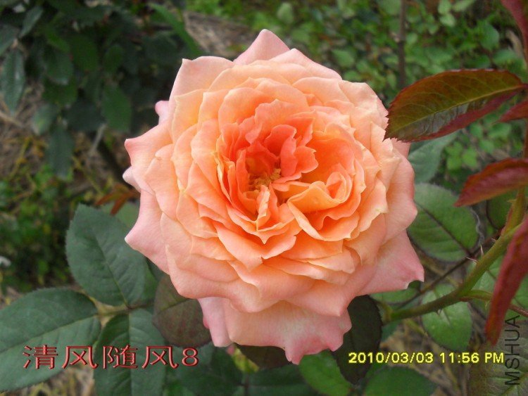 ��������11 (4).jpg