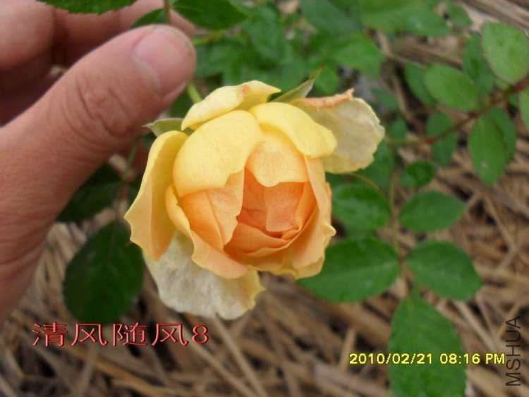 Ħ����11 (7).jpg