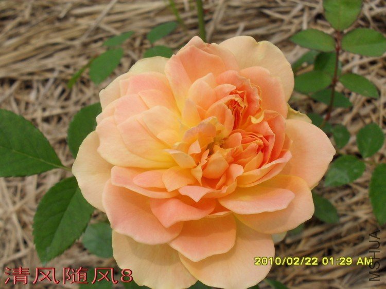 Ħ����11 (1).jpg