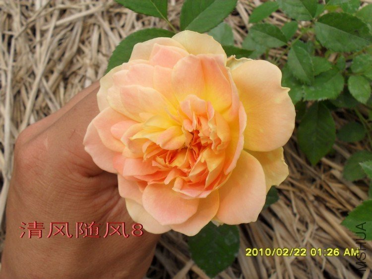 Ħ����11 (9).jpg