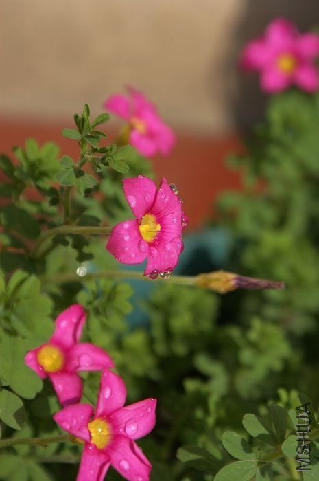 DSC03970.JPG