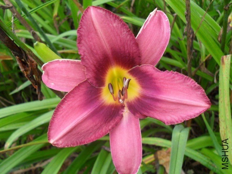 A030Daylily��PURPLE BI-COLOR SF��.jpg