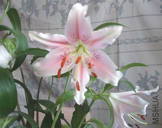 2010��ٺ�17.jpg