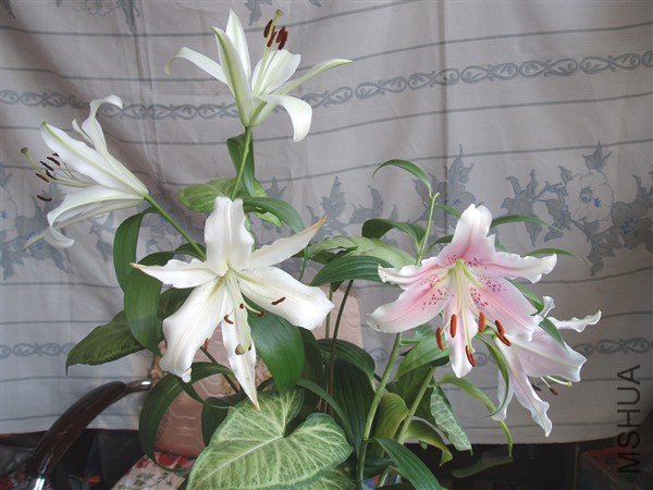2010��ٺϺ�1.jpg