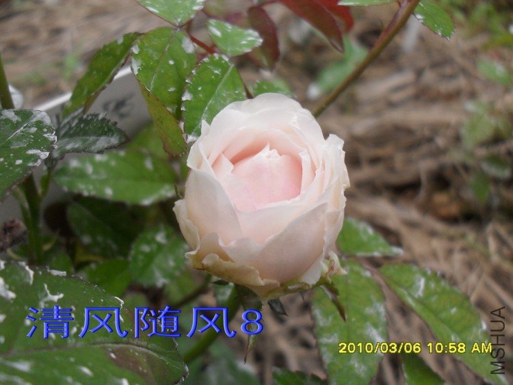 ��ױ¥�������磩11 (2).jpg