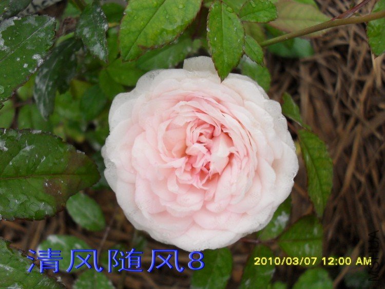 ��ױ¥�������磩11 (7).jpg