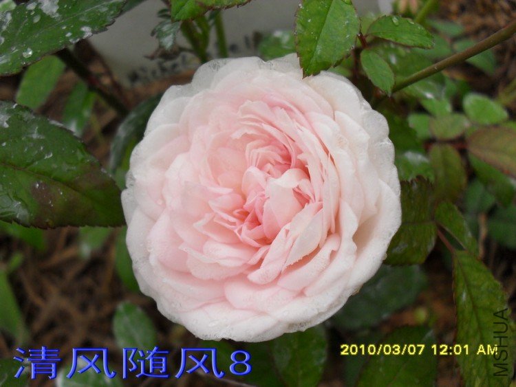 ��ױ¥�������磩11 (8).jpg