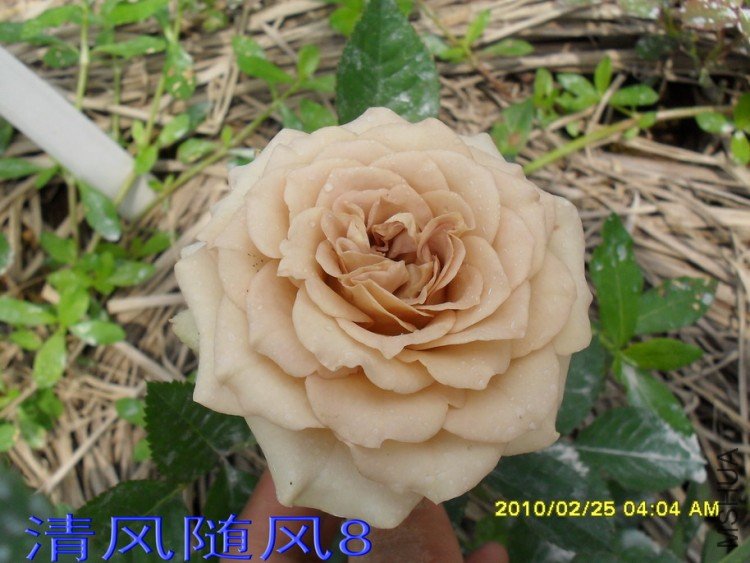 ��������11 (3).jpg