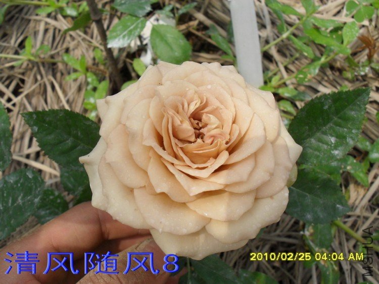 ��������11 (2).jpg