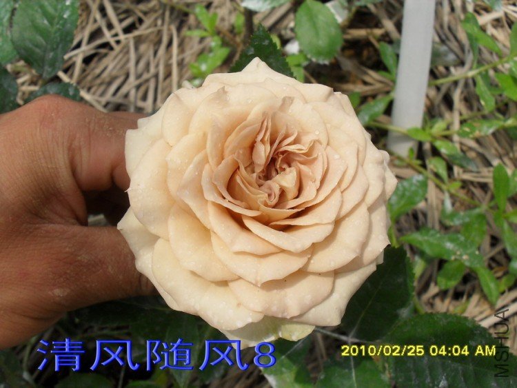 ��������11 (4).jpg