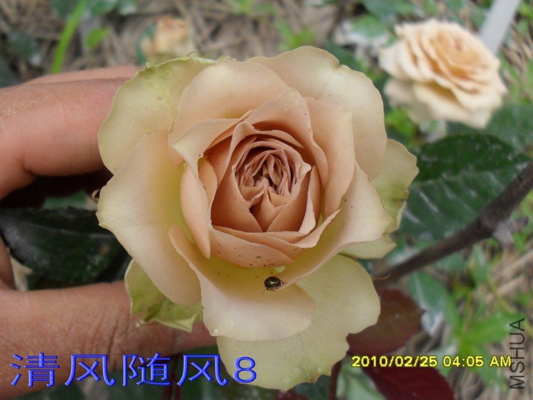 ��������11 (6).jpg