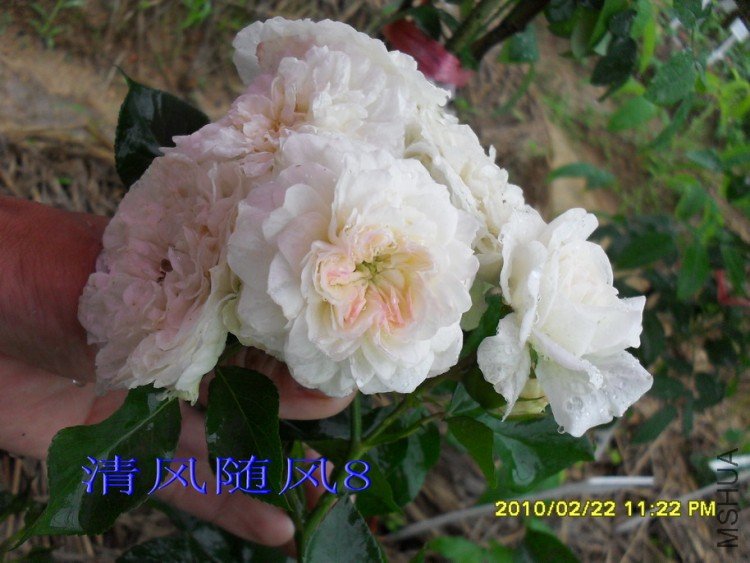 ÷�ʵ���11 (5).jpg