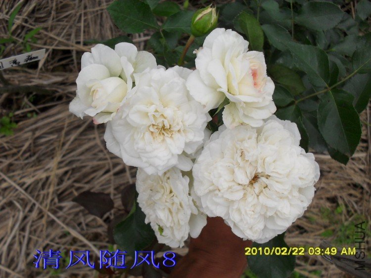 ÷�ʵ���11 (4).jpg