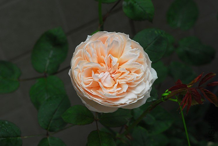 DSC_0515����.jpg