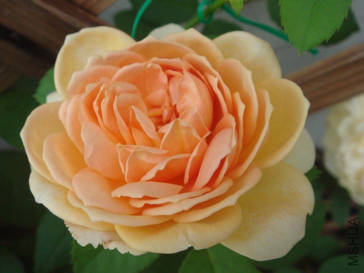 DSC07266.jpg