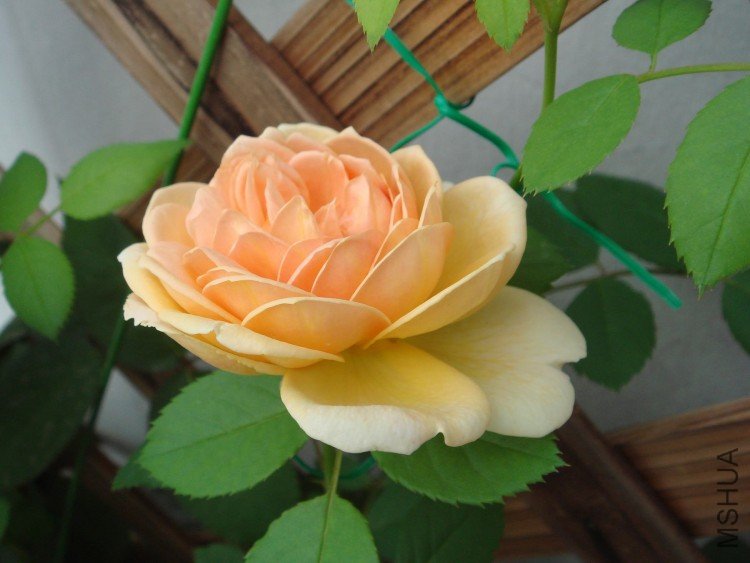 DSC07268.jpg