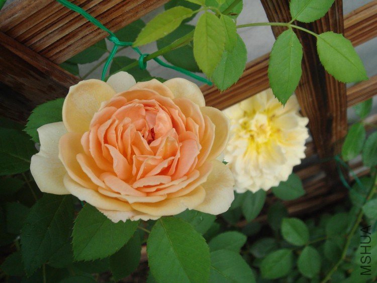 DSC07270.jpg