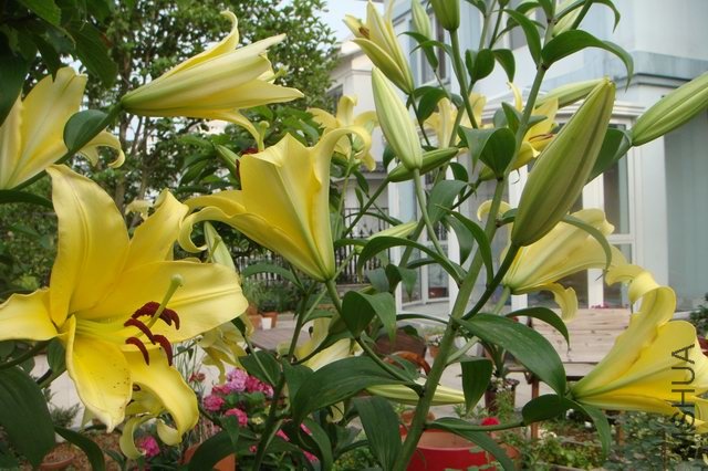 ������С DSC06259.JPG