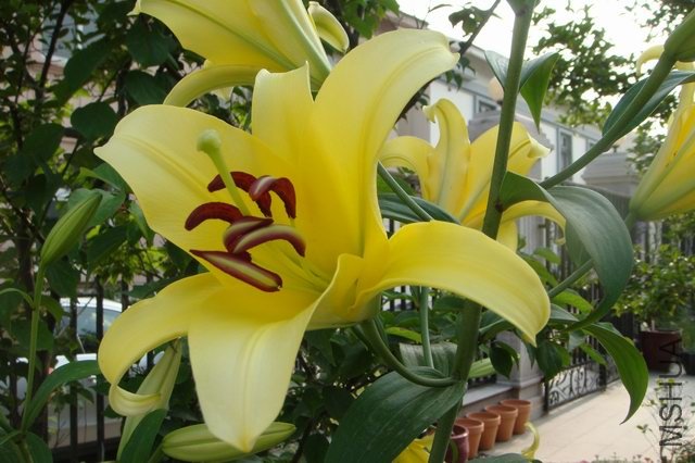 ������С DSC06287.JPG