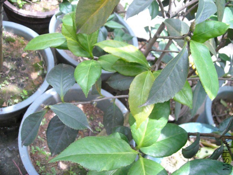 ��Ƭ-001.jpg