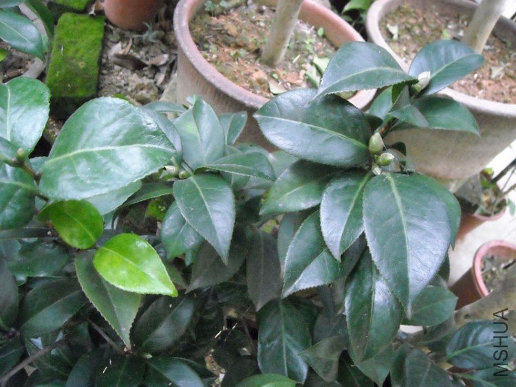 ��Ƭ-003.jpg