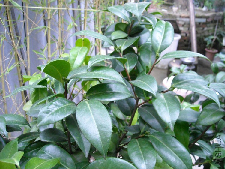 ��Ƭ-005.jpg