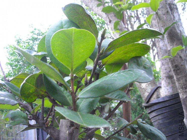 ��Ƭ-008.jpg