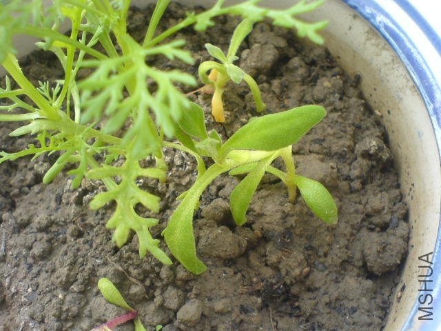 DSC04262.JPG
