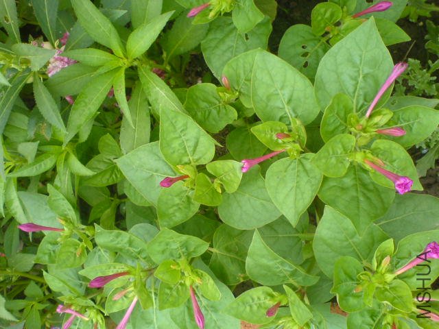 DSC04252.JPG
