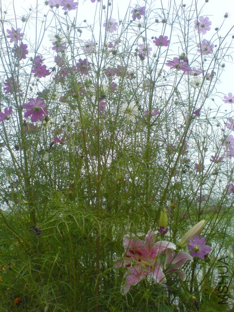 DSC04258.JPG