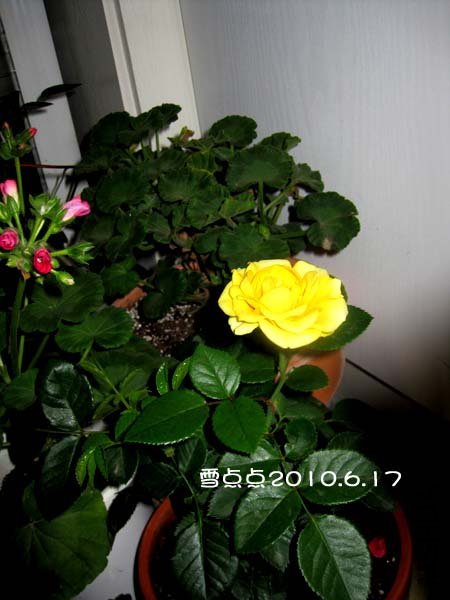 IMG_1821.jpg