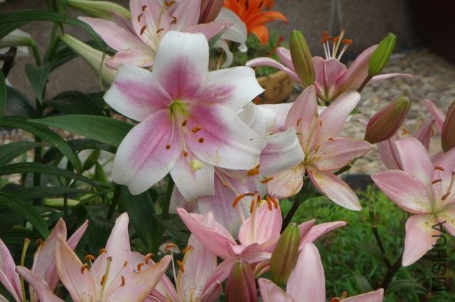 ������С DSC06210.JPG